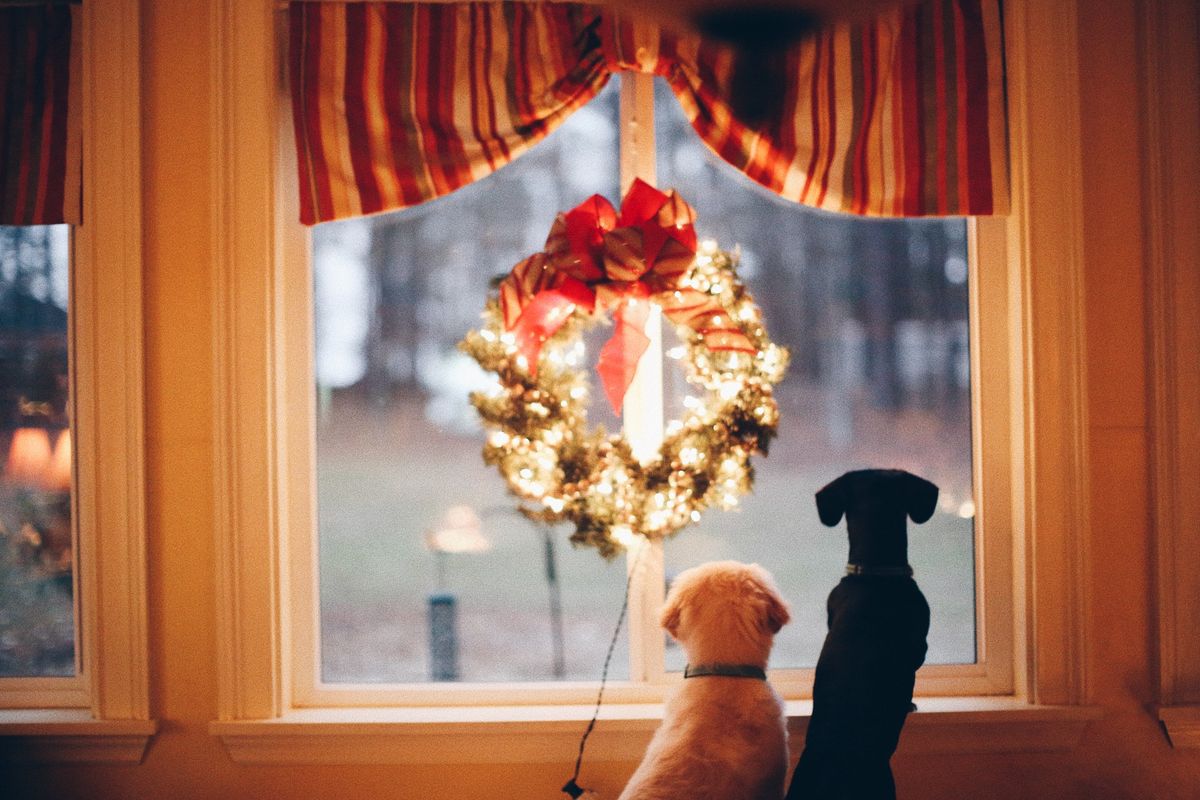 Christmas Gifts for Dogs